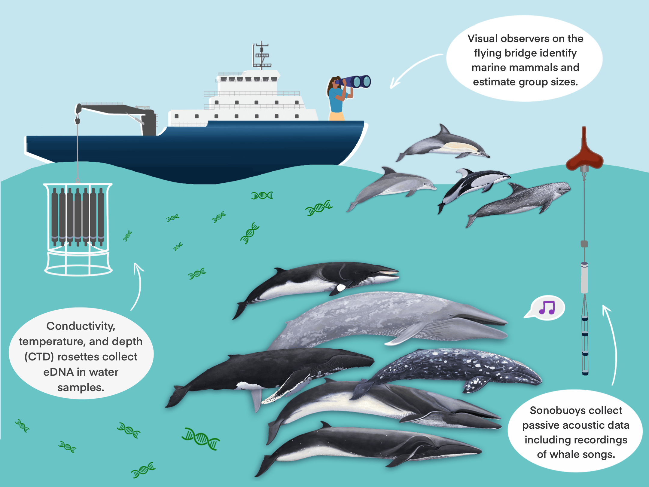 Screenshot of Marine Mammal App